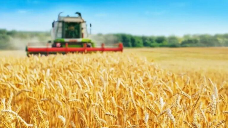 Exceso de Trigo a Nivel Global: ‘Generó Un Gran Impacto en el Mercado Agrícola’