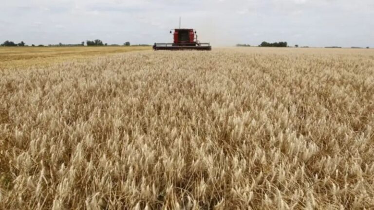 Factores Clave Detrás de la Cosecha Récord de Trigo: Inversión y Clima Favorable