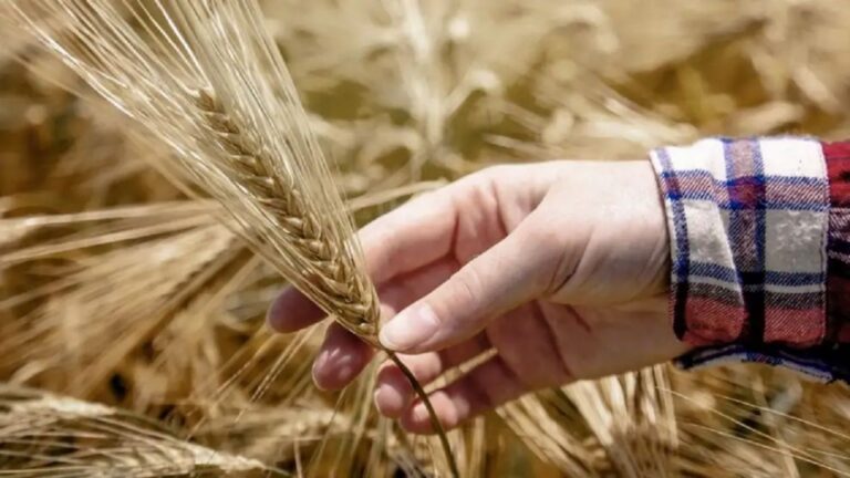 Producción de trigo alcanza récord: ¡10 millones de toneladas adicionales en comparación al año pasado!