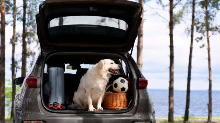 Viajar con Mascotas: Guía Esencial de Requisitos y Cuidados