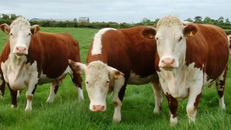 Fracaso del impuesto al metano ganadero en Dinamarca, Países Bajos y Nueva Zelanda
