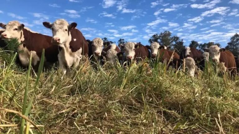 Iniciativa Ambiental de Diputada Kirchnerista: Reacciones Sorprendentes desde el Campo