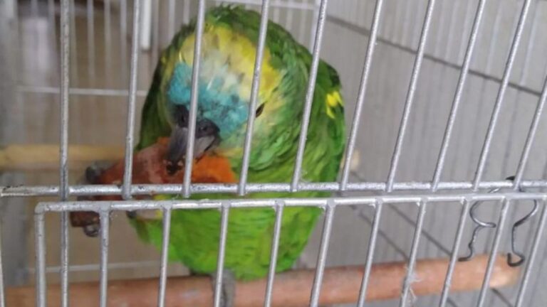 Córdoba: A los 96 años, le roban a ‘Pipo’, el loro que recordaba a su difunto esposo