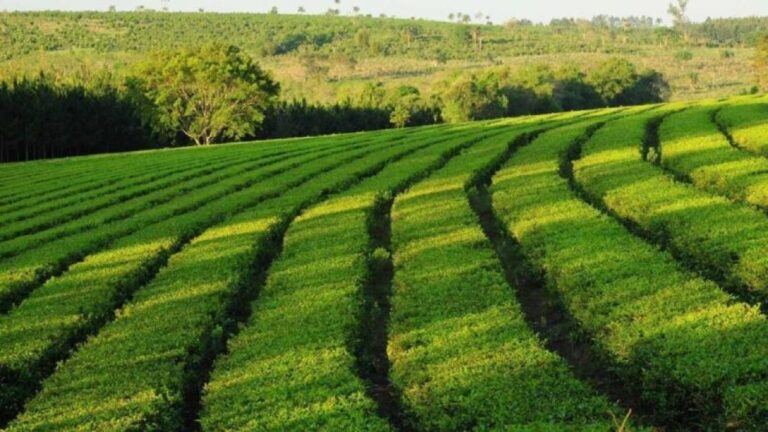 Misiones exonera Ingresos Brutos a Productores Primarios