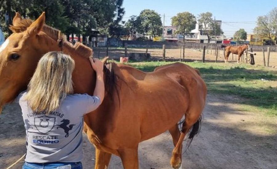 Caballos en adopción