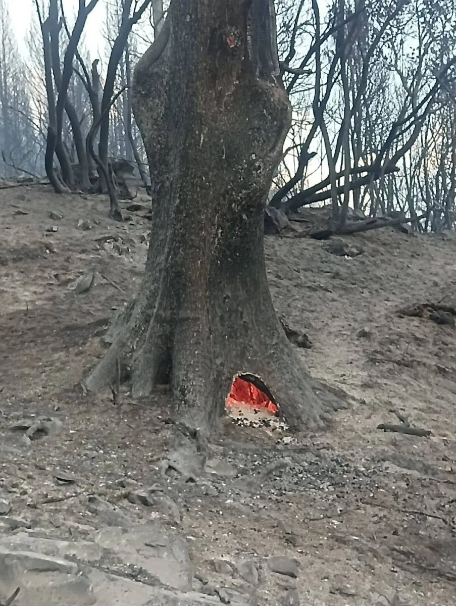 Visitas guiadas al Plesiosaurio