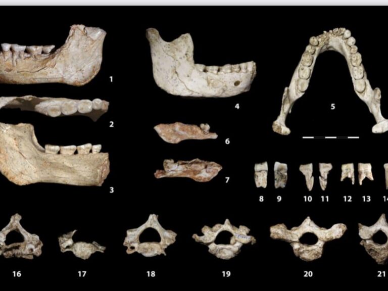 Tres Mandíbulas Clave en el Origen del Homo Sapiens