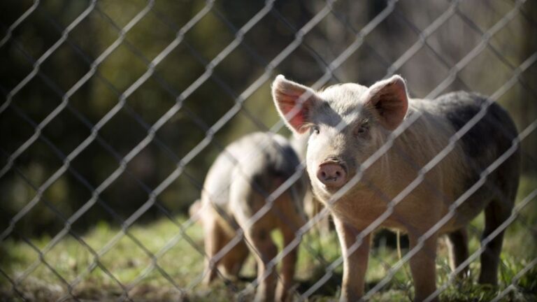 Chanchos salvajes invaden las calles de Nordelta en medio de la disputa por los carpinchos