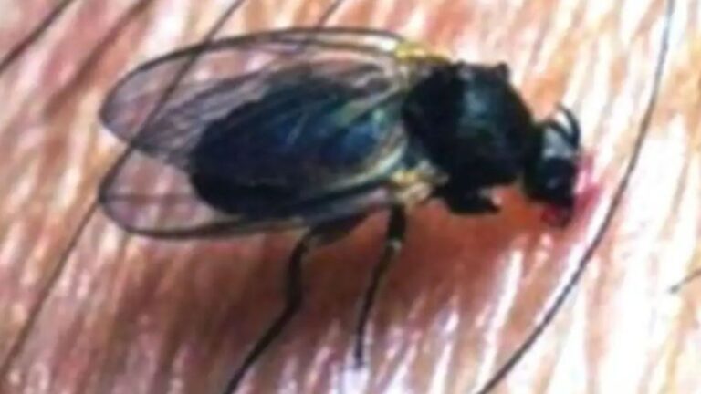 Alerta en el AMBA: Todo sobre la ‘mosca negra’ y cómo protegerte de sus picaduras