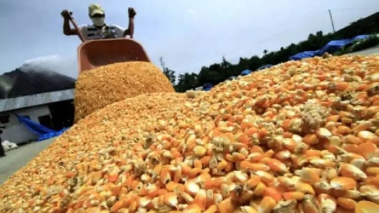 Se proyecta un aumento del 24% en la producción de maíz para 2026, llegando a 62 millones de toneladas