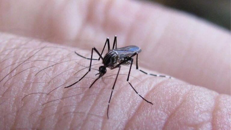 Diciembre sin picaduras: ¿Por qué los mosquitos desaparecieron?