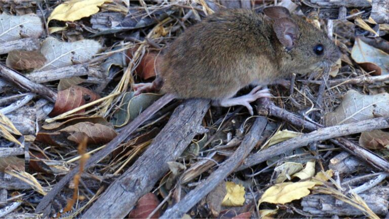 Una niña de 10 años muere por Hantavirus en General Belgrano