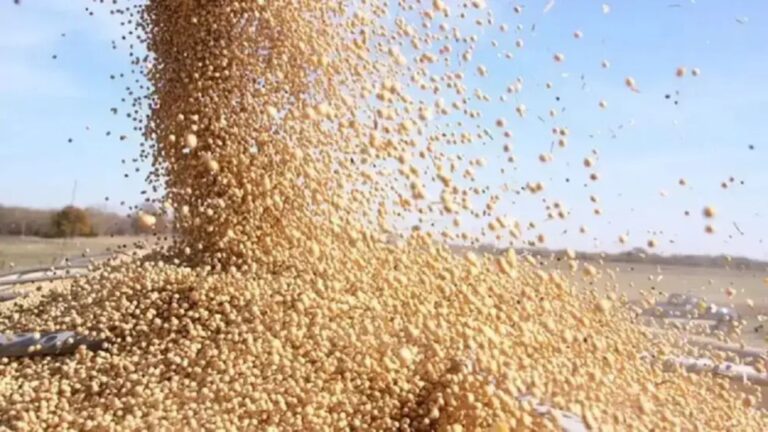 Altas Temperaturas y Sequía Amenazan la Cosecha Récord