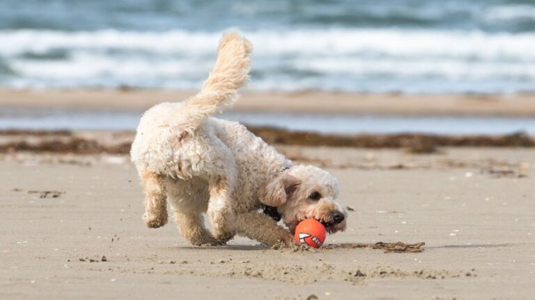Playa y Perros: Los Mejores Destinos Argentinos para Vacacionar con tu Mascota