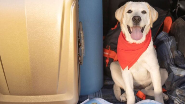 Guía para Viajar con Mascotas: Alojamientos Pet-Friendly y Cuidados Esenciales