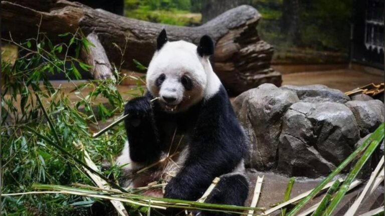 Japón dice adiós a los pandas tras 54 años: los últimos ejemplares regresan a China