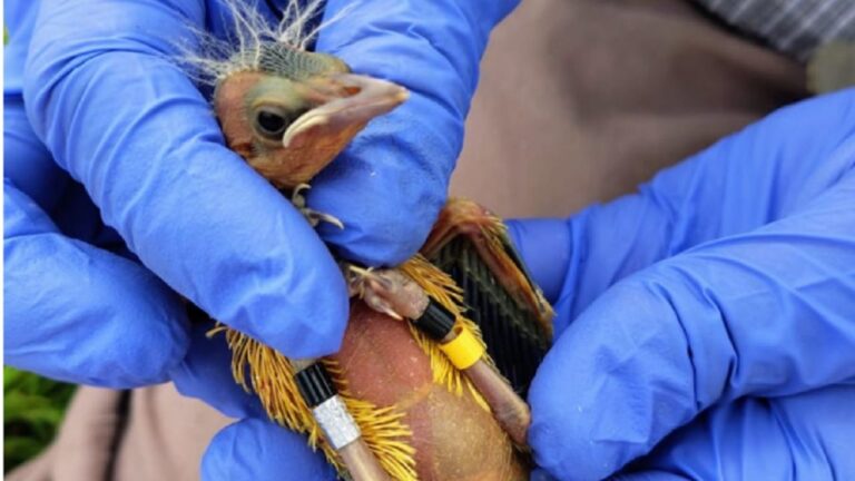 Esfuerzos por Salvaguardar al Tordo Amarillo en Entre Ríos