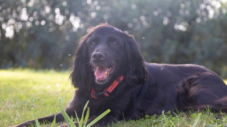 Consejos para proteger a tus mascotas de moscas y mosquitos