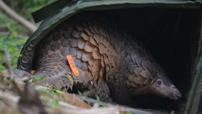 Rescatan y liberan 17 animales del tráfico ilegal en parques nacionales de Vietnam