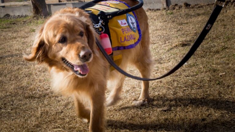 Convocatoria para Familias: Conviértanse en el Futuro de los Perros Guía
