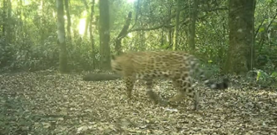 Cachorros de Yaguareté