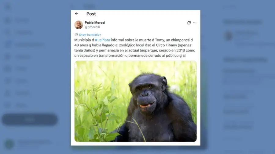 Muere Tomy, el chimpance de La Plata 05022026