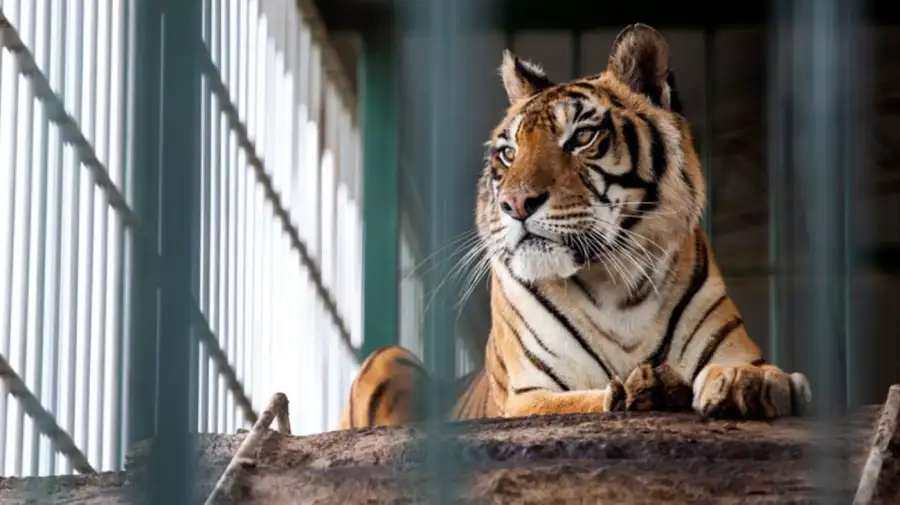 Flora en su nuevo hogar