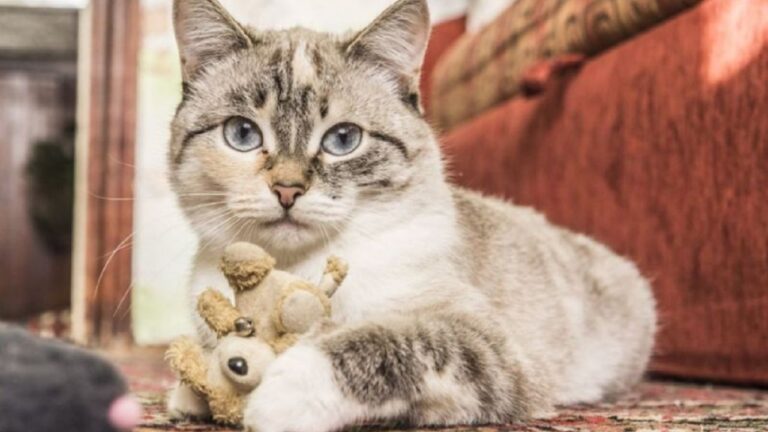 5 Ideas Creativas para Celebrar el Día Internacional del Gato