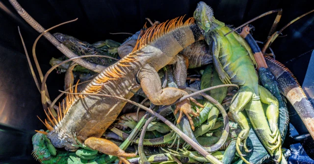 Iguanas afectadas por el frío en un recipiente.