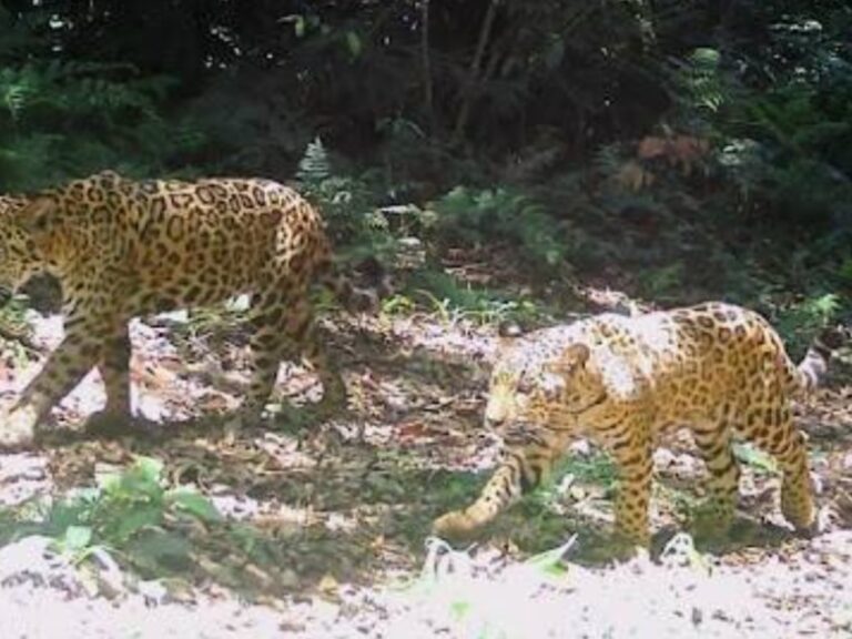 Justicia indaga en la desaparición de dos yaguaretés liberados en reserva natural