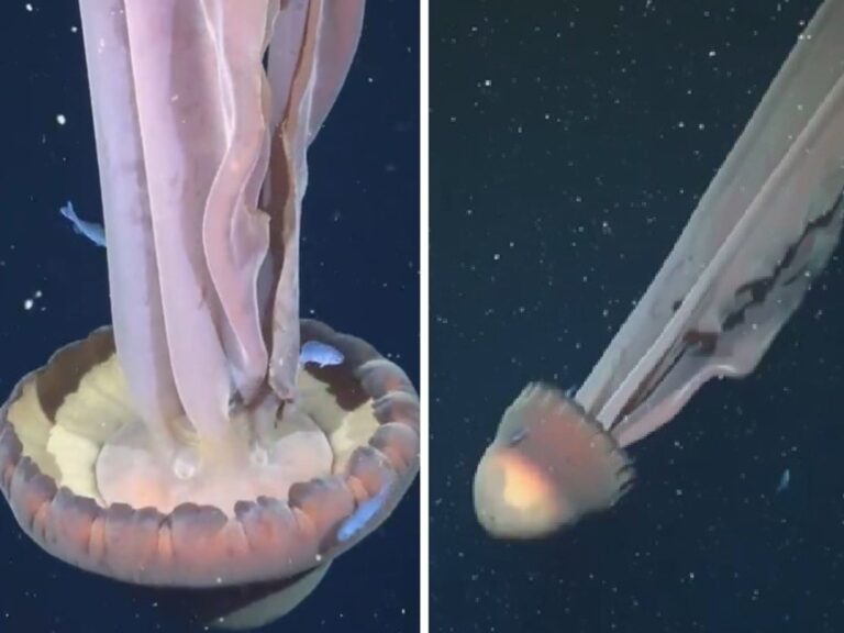 Descubren medusa del tamaño de un micro escolar: científicos del Conicet piden explorar más el océano profundo