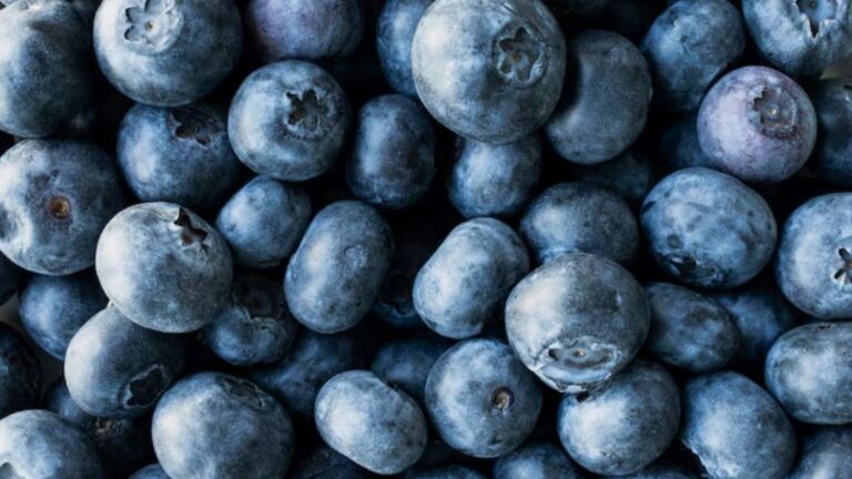 Arándanos: la pequeña fruta que revoluciona la salud intestinal, cerebral y cardíaca