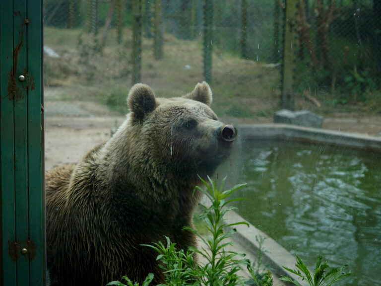Dos osos pardos y una tigresa de Bengala del ex Zoológico de Luján son llevados a Europa