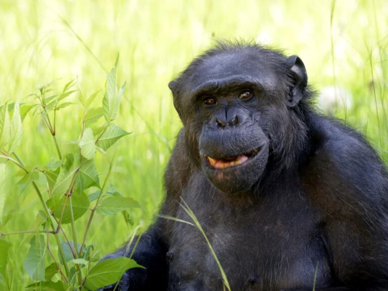 Falleció Tomy, el chimpancé del zoo de La Plata que buscaba ser «sujeto de derecho»
