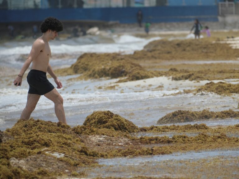Algas Tóxicas Amenazan el Turismo y el Mundial de Fútbol