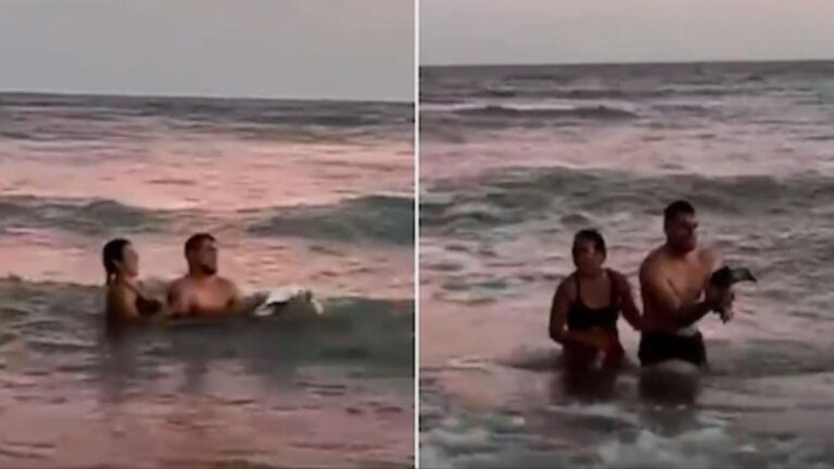 Monte Hermoso: Pareja rescata un pingüino del mar para capturar fotos