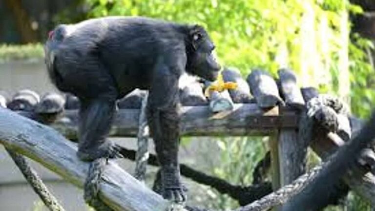 Falleció Tomy, el emblemático chimpancé del ex zoológico de La Plata