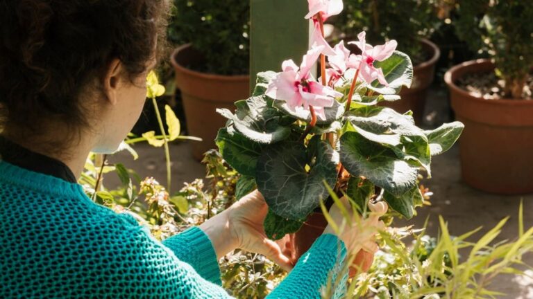 8 de cada 10 personas incluyen el cuidado de plantas en su rutina diaria, según un estudio