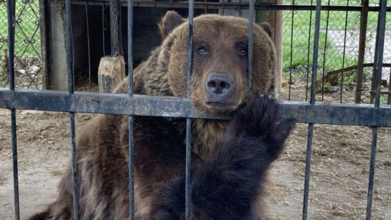 Dos osos pardos y una tigresa de Bengala del ex zoológico de Luján son trasladados a Europa