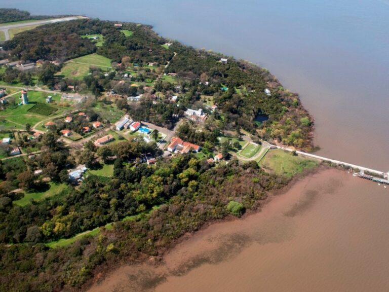 El picudo rojo llega a la Isla Martín García: medidas para proteger las palmeras de la región