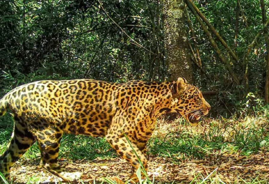 Yaguareté en el Parque Nacional Iguazú