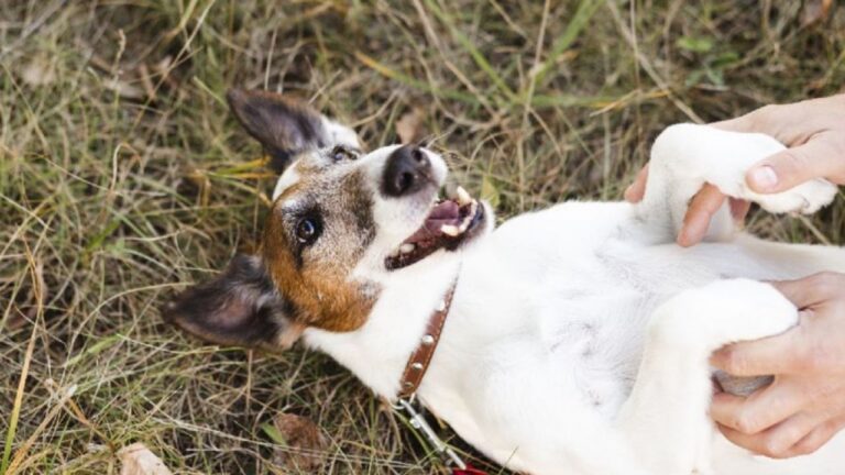 Regla 3-3-3: La Clave para Adaptar a tu Perro Adoptado
