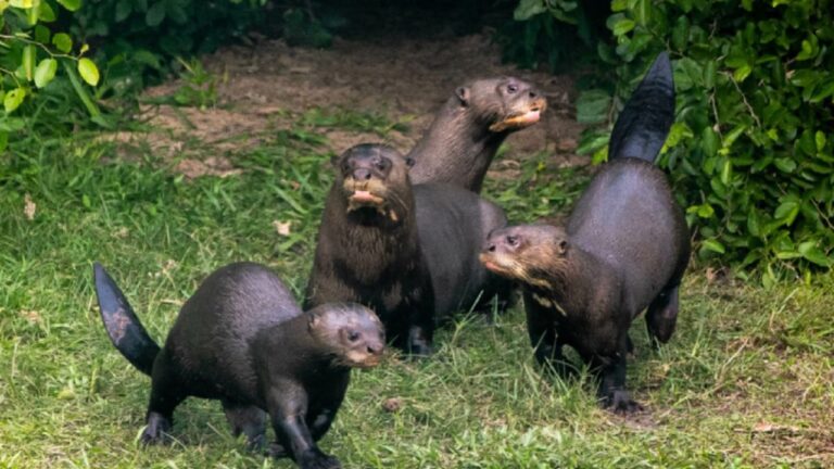 Regreso de las Nutrias Gigantes: Una Familia Reintroducida en los Esteros del Iberá Después de 40 Años