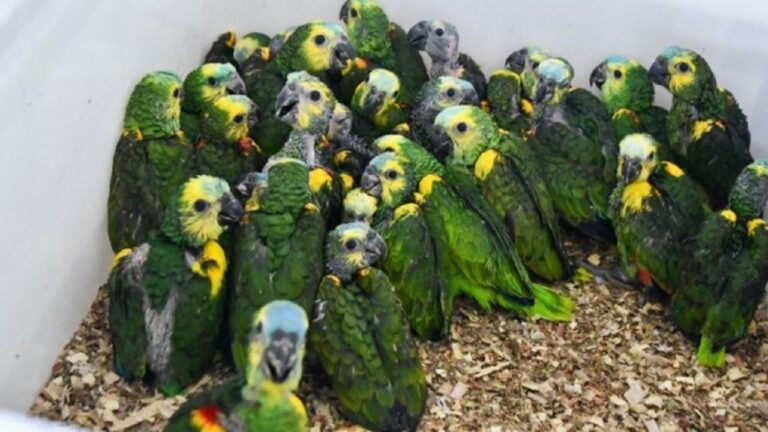 Más de 500 animales silvestres rescatados de contrabando en Buenos Aires
