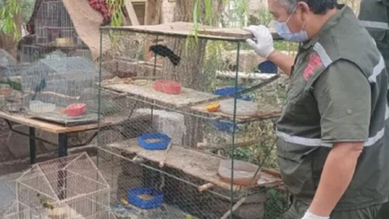 Desmantelan redes de tráfico de fauna silvestre en San Juan