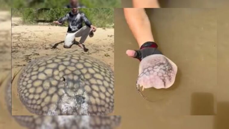 Capturan una raya gigante que da a luz a 16 crías y regresa al mar