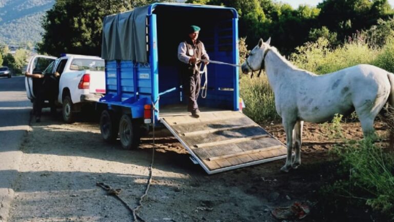 Adopción de Caballos Callejeros en Bariloche: Conoce el Plan