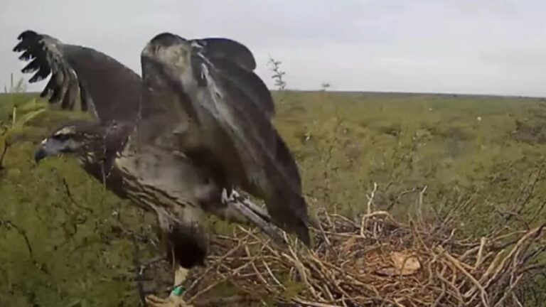 El emocionante primer vuelo de un pichón de águila coronada