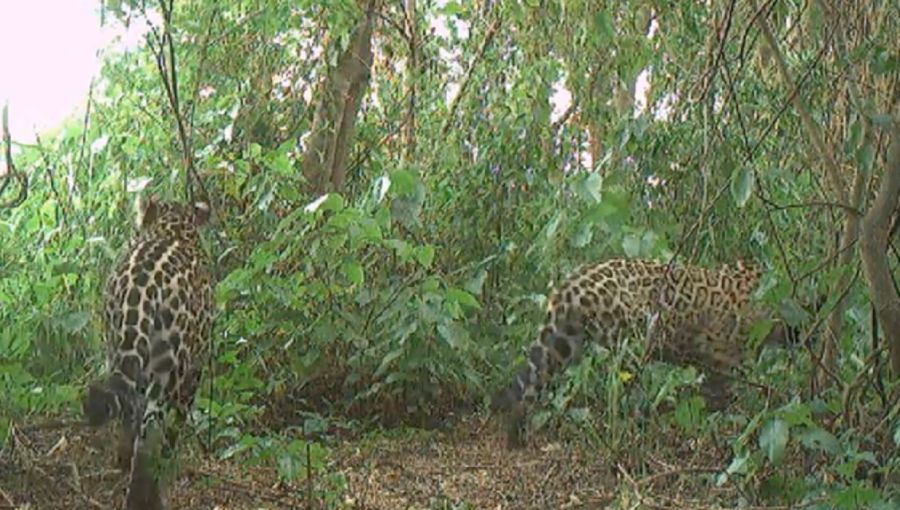 Yaguareté en El Impenetrable