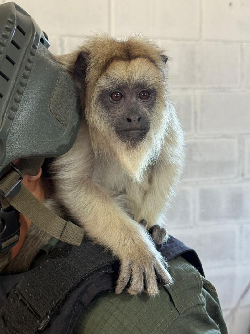 No se conocieron detalles sobre el estado en el que se encontraba el animal